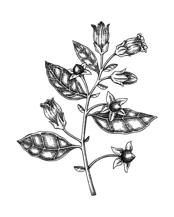 Deadly nightshade sketch. Poisonous plant drawing. Belladonna hand-drawn vector illustration. Witchcraft, herbal remedies, medicinal plants, apothecary.  NOT AI genereted